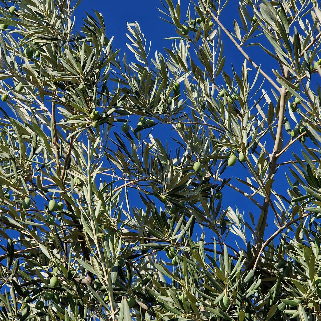 ¿Por qué el aceite de oliva es bueno para la salud?