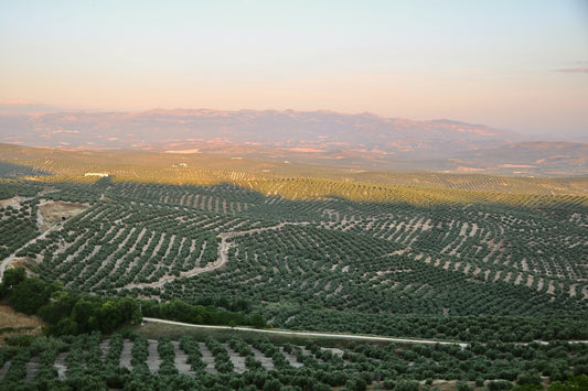 ¿Donde puedo conseguir el mejor aceite de oliva en México?