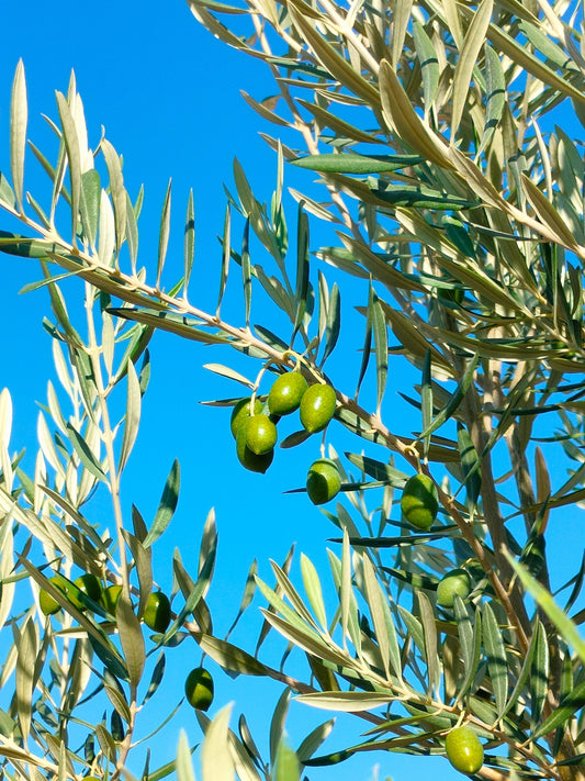 El Impacto Ambiental de la Producción de Aceite de Oliva