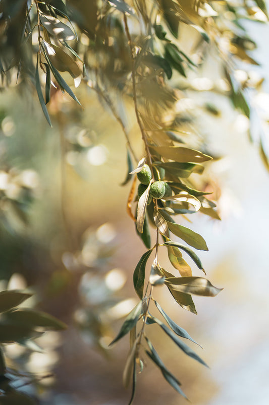 El Aceite de Oliva en la Cosmética Natural