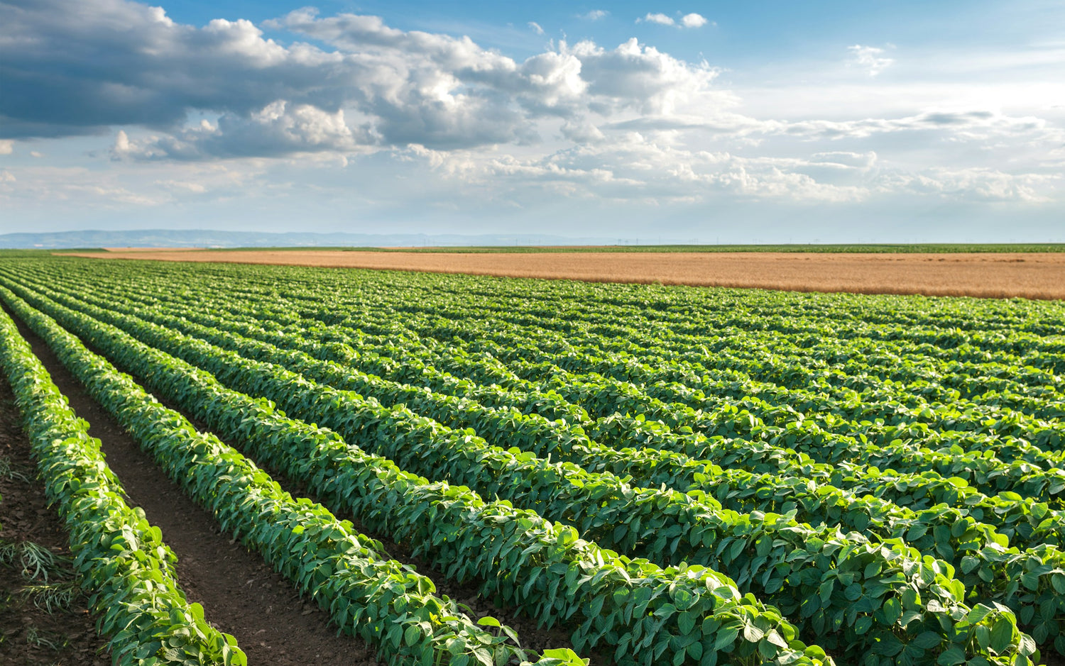 Un campo agricultura orgánica con cielo azul y nubes